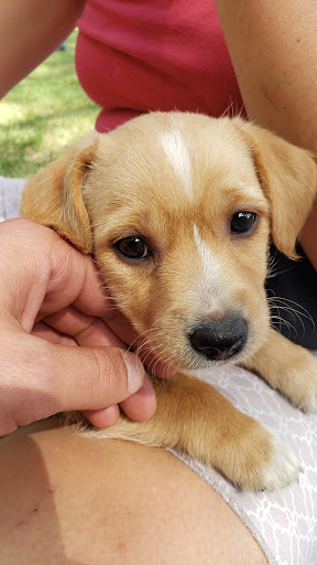 Park «Welles Park», reviews and photos, 2333 W Sunnyside Ave, Chicago, IL 60625, USA