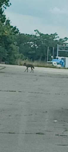 Grocery Store «Stop & Shop», reviews and photos, 540 Squire Rd, Revere, MA 02151, USA