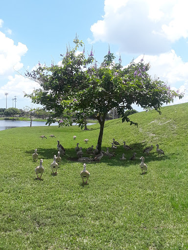 Park «Plantation Central Park», reviews and photos, 9151 NW 2nd St, Plantation, FL 33324, USA