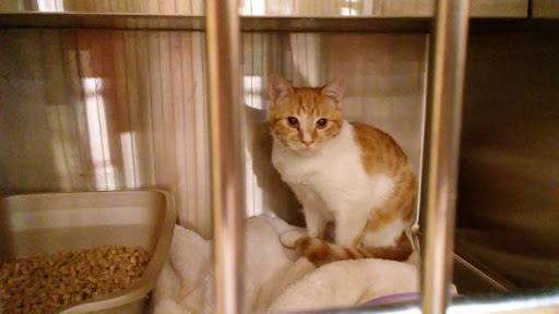 Pet Supply Store «PetSmart», reviews and photos, 3540 Youngfield St, Wheat Ridge, CO 80033, USA