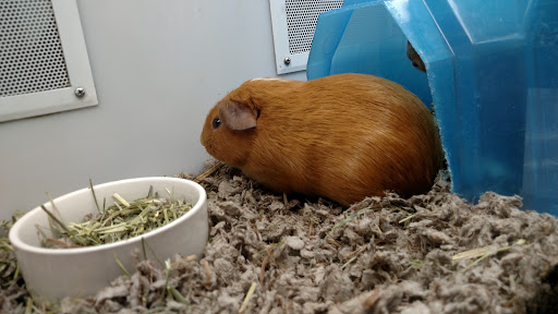 Pet Supply Store «Petco Animal Supplies», reviews and photos, 16434 N Marketplace Blvd, Nampa, ID 83651, USA