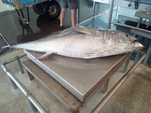 Peixateria Santa Anna