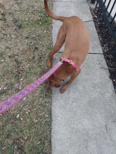 Movie Theater «The Logan Theatre», reviews and photos, 2646 N Milwaukee Ave, Chicago, IL 60647, USA