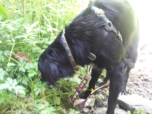 Park «Macleay Park», reviews and photos, NW 29th Ave & Upshur St, Portland, OR 97210, USA