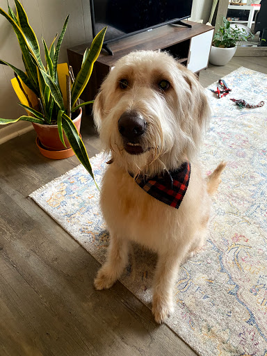 Pet Groomer «Doggie Style Bowtique», reviews and photos, 1713 Westport Rd, Kansas City, MO 64111, USA