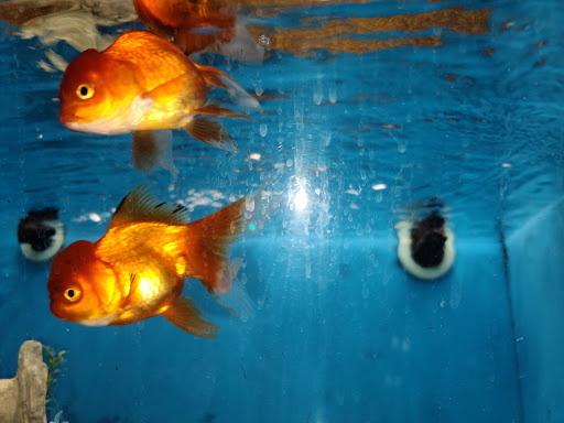 Pet Supply Store «PetSmart», reviews and photos, 2135 NJ-38 Ste B, Cherry Hill, NJ 08002, USA