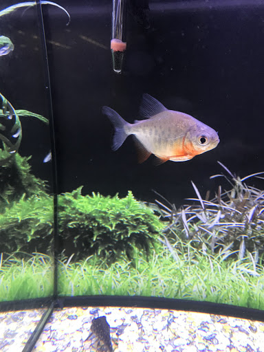 Pet Supply Store «Petco Animal Supplies», reviews and photos, 1086 Killingly Commons Drive, Dayville, CT 06241, USA