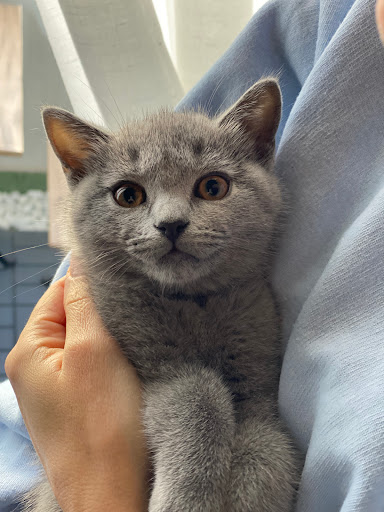 British shorthair Milano