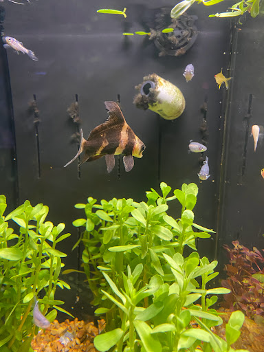 Tropical Fish Store «Premier Aquatics», reviews and photos, 1801 Roswell Rd, Marietta, GA 30062, USA