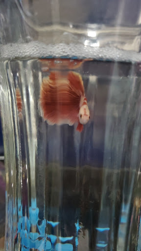 Pet Supply Store «Petco Animal Supplies», reviews and photos, 891 NE D St, Grants Pass, OR 97526, USA