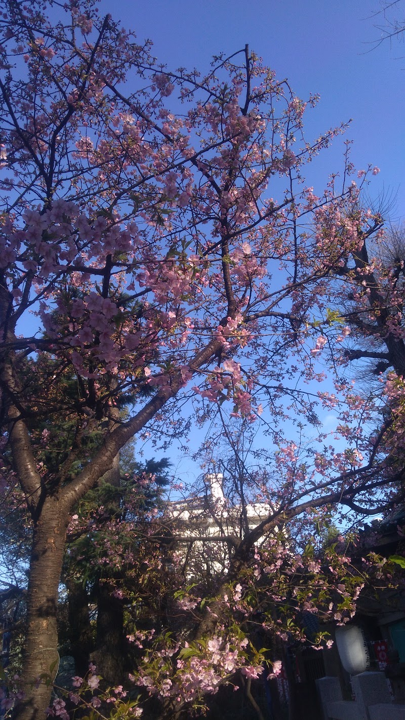 五條天神社 大寒桜
