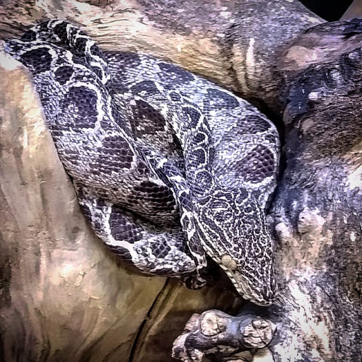 Pet Store «Gills And Thrills Pet Shop», reviews and photos, 204 E 8th St, Lockport, IL 60441, USA