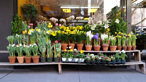 Florist «international plant center florist», reviews and photos, 1425 Lexington Ave, New York, NY 10128, USA