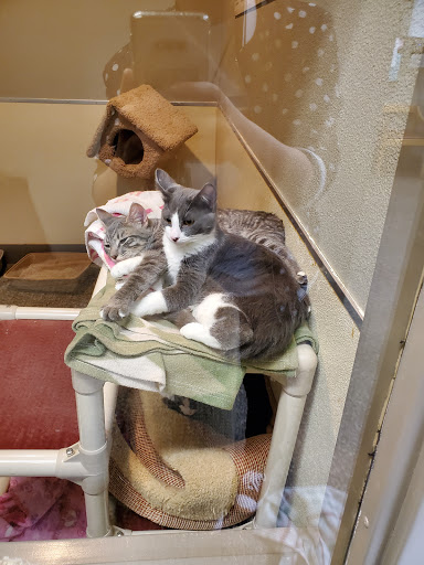 Animal Shelter «BrightSide Animal Center (formerly Humane Society of Redmond)», reviews and photos