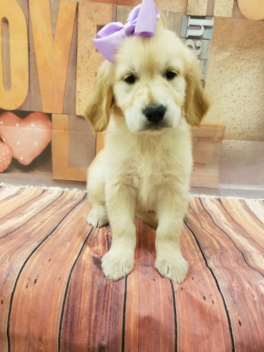 Pet Store «Happiness Is Pets», reviews and photos, 2936 Showplace Dr, Naperville, IL 60564, USA