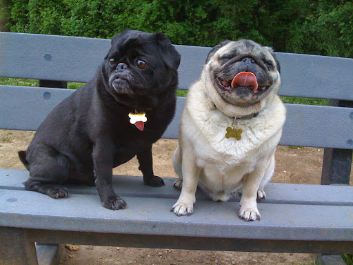 Park «West Hills County Park», reviews and photos, Sweet Hollow Rd, Melville, NY 11747, USA