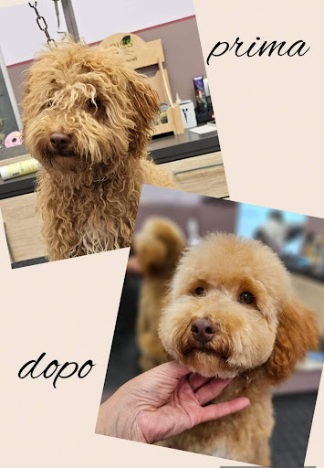 Pensioni per cani e dog hotel a Salone Fido Toeletta & SPA