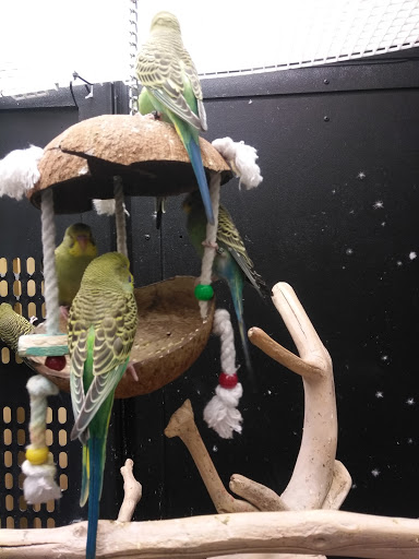 Pet Supply Store «PetSmart», reviews and photos, 7290 W Bell Rd, Glendale, AZ 85308, USA