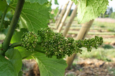 Domaine Louis Fleurot à Nuits-Saint-Georges