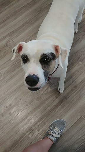 Pet Supply Store «Pet Supplies Plus», reviews and photos, 1937 FL-60, Valrico, FL 33594, USA