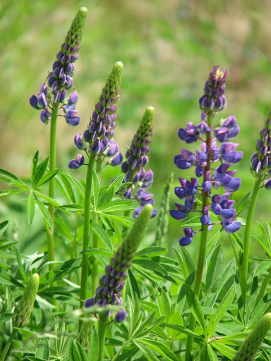 Environmental Organization «VINS Nature Center», reviews and photos, 6565 Woodstock Rd, Quechee, VT 05059, USA