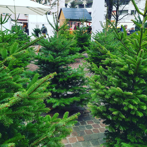 Rezensionen über Weihnachtsbäume Schnyder in Riehen - Geschäft