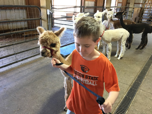 Livestock Breeder «Alpacas at Marquam Hill Ranch», reviews and photos, 35835 OR-213, Molalla, OR 97038, USA