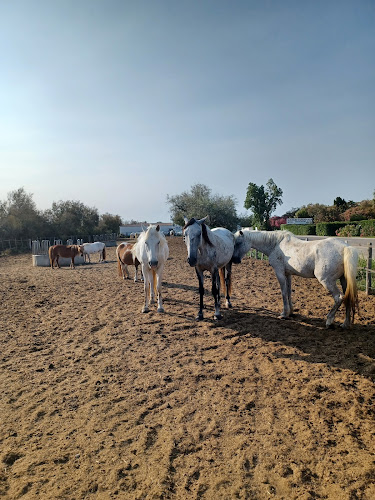Promenade à cheval Crin Blanc à Saintes-Maries-de-la-Mer