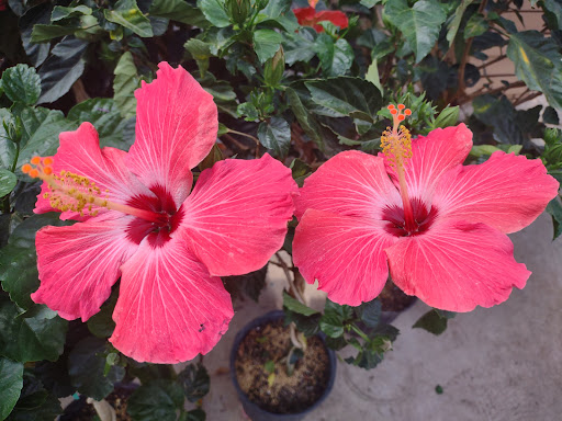 Greenhouse «Rose Floral & Greenhouse», reviews and photos, 14298 60th St N, Stillwater, MN 55082, USA