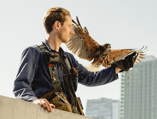 Hawk On Hand Falconry