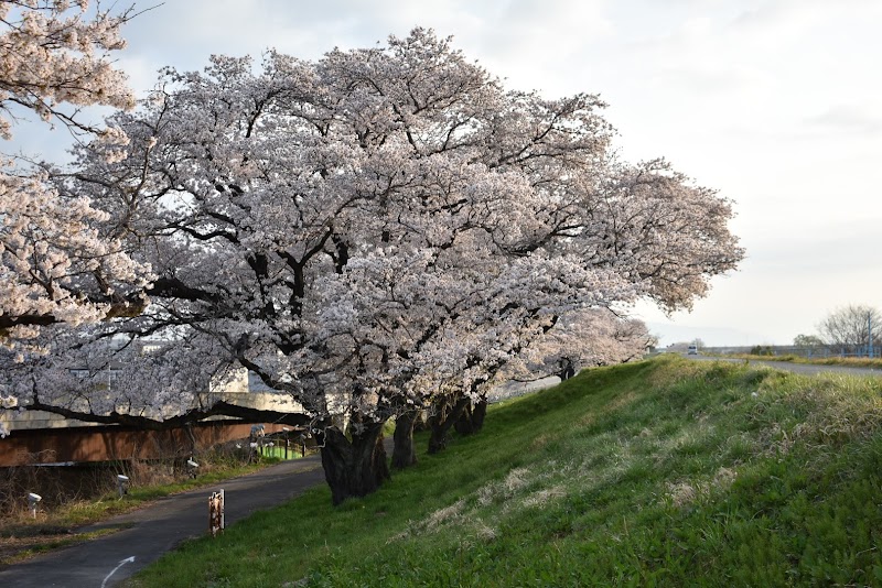 富士川右岸 鰍沢の桜スポット