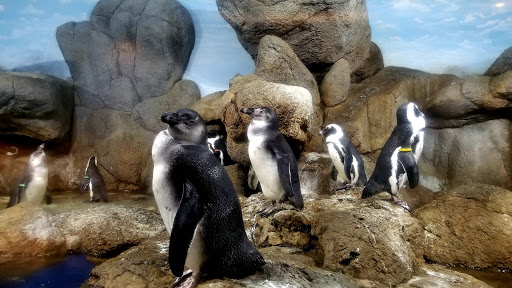 Zoo «Wildlife World Zoo, Aquarium & Safari Park», reviews and photos, 16501 W Northern Ave, Litchfield Park, AZ 85340, USA