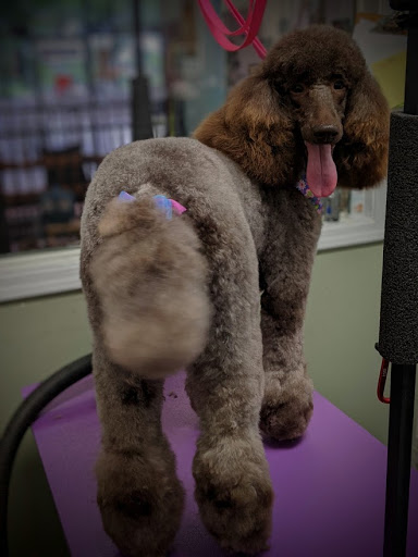 Pet Groomer «A Klassy Lassie, LLC», reviews and photos, 30 Old Jackson Rd, McDonough, GA 30252, USA