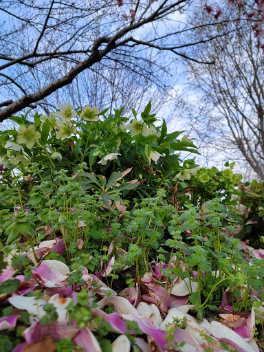 Park «Crispus Attucks Park», reviews and photos, 23 U St NW, Washington, DC 20001, USA