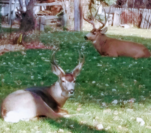 Storage «Ace Storage, Inc.», reviews and photos, 5829 W Louviers Ave, Littleton, CO 80125, USA