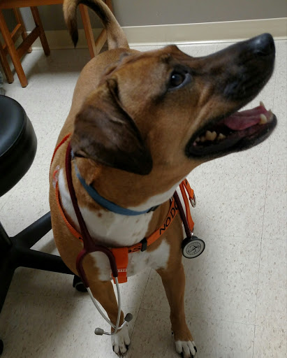 Uptown Veterinary Clinic image