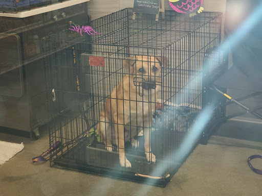 Pet Store «PetSmart», reviews and photos, 3152 Phoenix Center Dr, Washington, MO 63090, USA