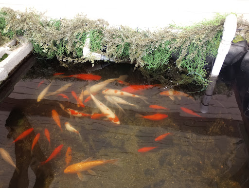 Pet Store «Critter Pet Shop», reviews and photos, 19309 Ecorse Rd, Allen Park, MI 48101, USA