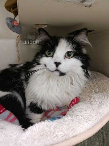 Pet Supply Store «Petco Animal Supplies», reviews and photos, 1018 Mt Prospect Plaza, Mt Prospect, IL 60056, USA