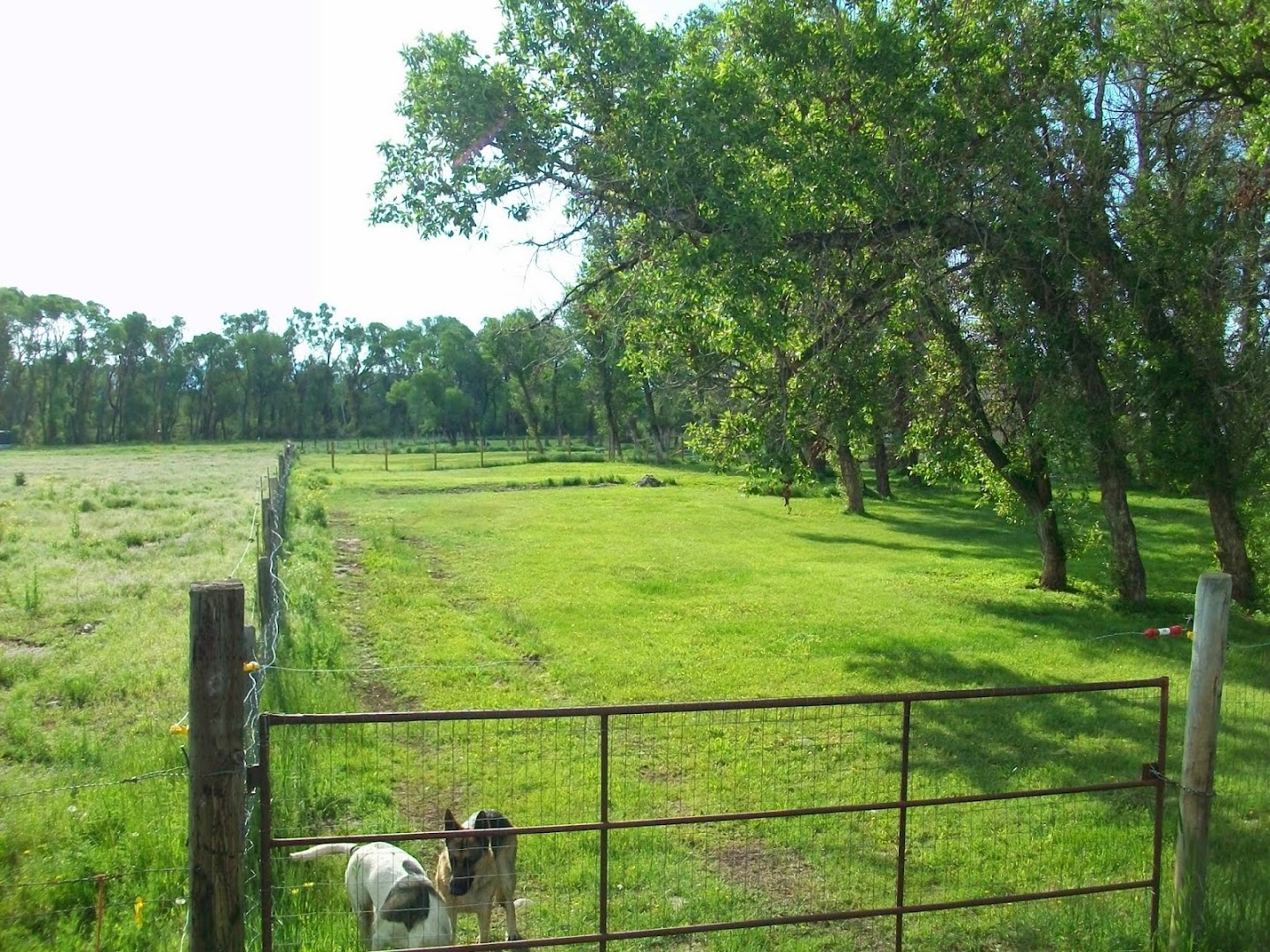 kennel-less boarding