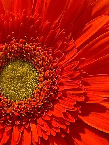 Florist «Heritage Flowers, Inc.», reviews and photos, 522 SE 1st Ave, Ocala, FL 34471, USA