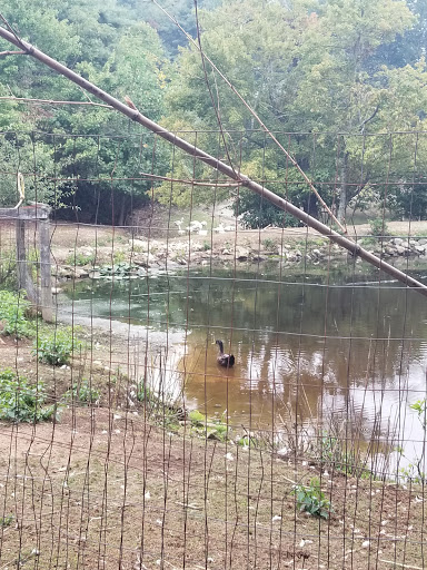 Orchard «Sky Top Orchard», reviews and photos, 1193 Pinnacle Mountain Rd, Flat Rock, NC 28731, USA