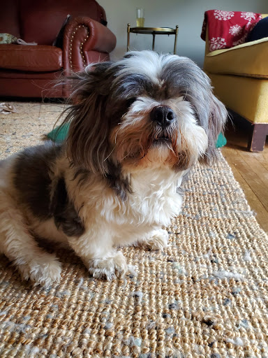 Furside Pet Grooming