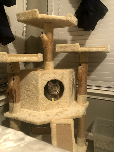 Pet Supply Store «PetSmart», reviews and photos, 401 S Mt Juliet Rd #645, Mt Juliet, TN 37122, USA