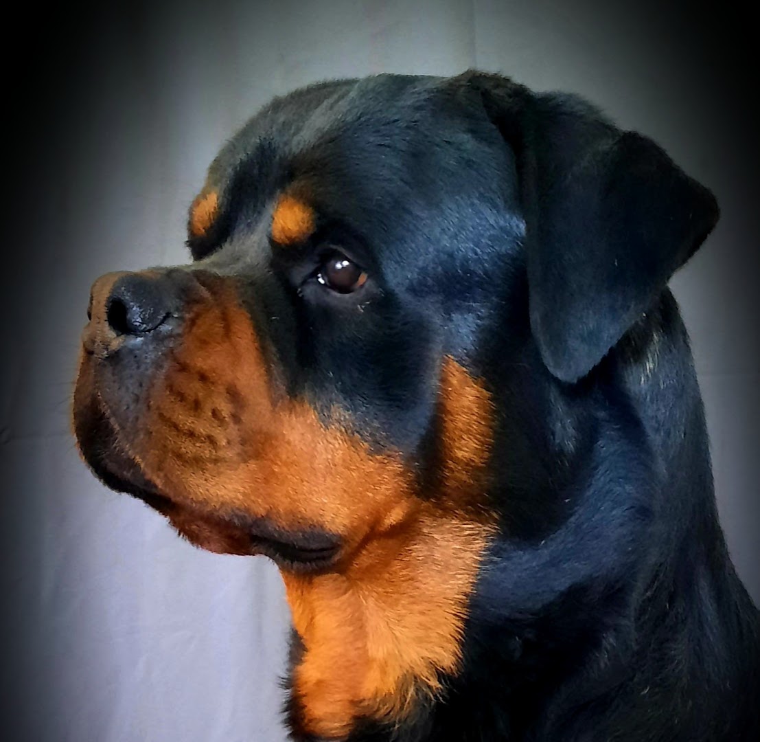 Riverview Ranch Rottweilers