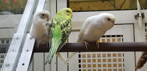 Pet Supply Store «PetSmart», reviews and photos, 4601 Outer Loop, Louisville, KY 40219, USA