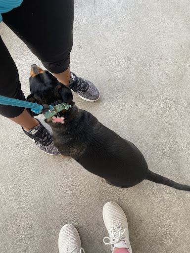 Pet Supply Store «PetSmart», reviews and photos, 14025 SW 88th St, Miami, FL 33186, USA