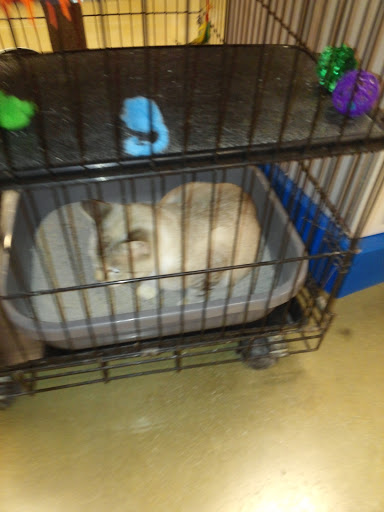 Pet Supply Store «PetSmart», reviews and photos, 26680 Centerview Dr, Millsboro, DE 19966, USA