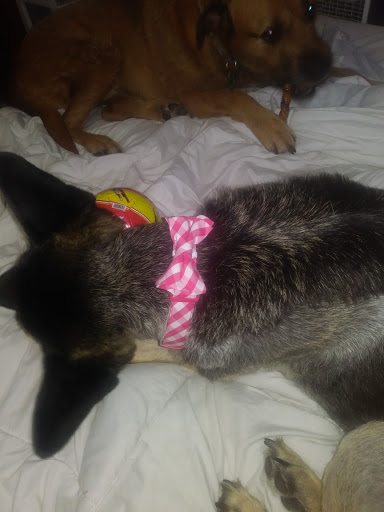 Pet Supply Store «Petco Animal Supplies», reviews and photos, 1753 St Lucie W Blvd, Port St Lucie, FL 34986, USA