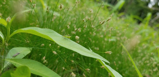 Nature Preserve «Schiller Woods East», reviews and photos, W Irving Park Rd, Chicago, IL 60634, USA